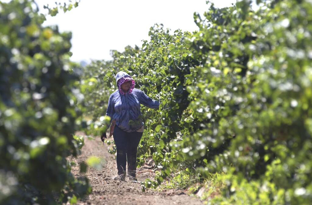 In this photo taken Aug. 17, 2016, a farm worker trims grape vines in a vineyard in Clarksburg, Calif. The state Senate approved AB1066, by Assemblywoman Lorena Gonzalez, D-San Diego, Monday, Aug. 22, 2016, that would require farmworkers to receive overtime after working eight hours. The measure now goes to the Assembly.(AP Photo/Rich Pedroncelli)