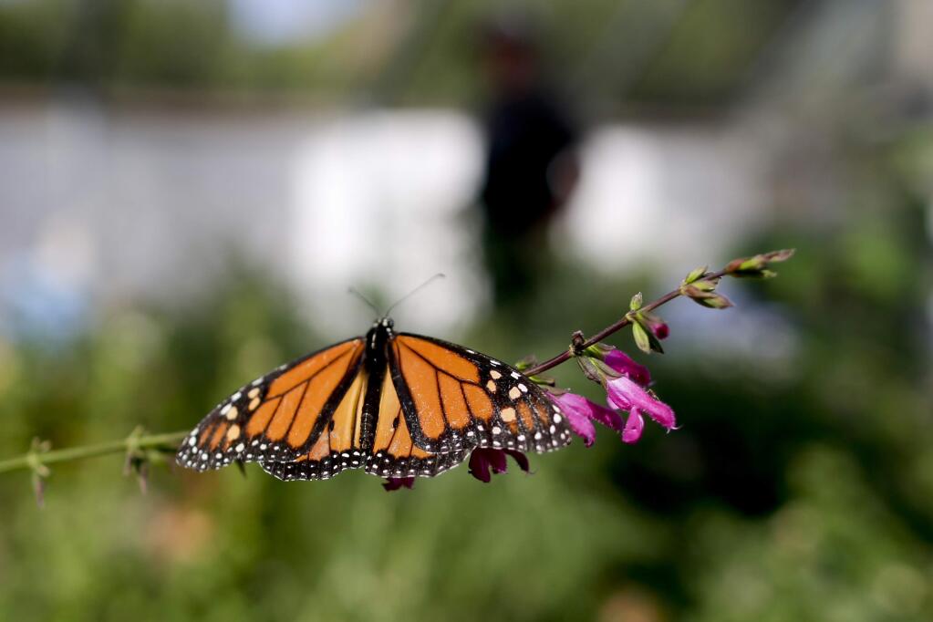 FILE- In this Aug. 19, 2015 photo, Tom Merriman stands behind a monarch in his butterfly atrium at his nursery in Vista, Calif. Researchers with an environmental group are labeling as 'disturbingly low' the number of western monarch butterflies that migrate along the California coast. A recent count by the Xerces Society recorded fewer than 30,000 butterflies, which it says is an 86 percent decline since 2017. (AP Photo/Gregory Bull, File)