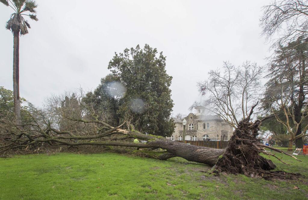 Due to heavy rain, a Western catalpa on the north side of Sonoma Plaza was pulled down by the City's maintenance crew when they noticed that the rootball was exposed, making it unstable and dangerous. (Photo by Robbi Pengelly/Index-Tribune)