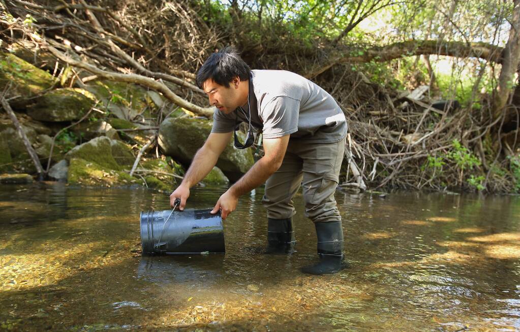 Lab technician Will Boucher, with the University of California Cooperative Extension California Sea Grant, releases Coho Salmon smolt, which were captured in a fish trap for data collection, along Mill Creek, near Healdsburg on Tuesday, April 14, (Christopher Chung/ The Press Democrat)