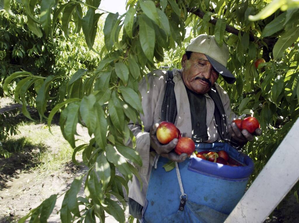 FILE - In this May 13, 2004, file photo, worker Roberto Rosiles picks fruit at a Sand Hills Farms orchard in Arvin, Calif. Rosiles was one of about 140 workers who were told by supervisors to flee the orchard after pesticide fumes from an adjacent field sickened 19 workers. The nation's most productive agricultural state moved Wednesday, Oct. 9, 2019, to ban chlorpyrifos a controversial pesticide widely used to control a range of insects but blamed for harming brain development in babies. (AP Photo/Damian Dovarganes, File)