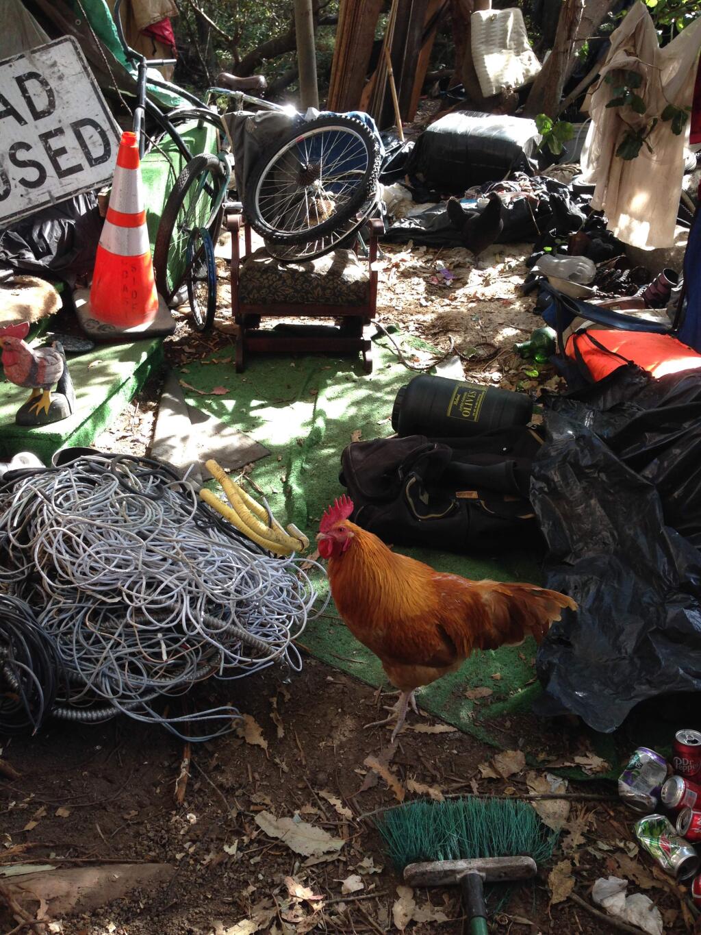 A chicken and road signs were among the items left behind in an abandoned homeless encampment off Petaluma Boulevard. Petaluma police officers did a sweep of homeless camps on Tuesday.