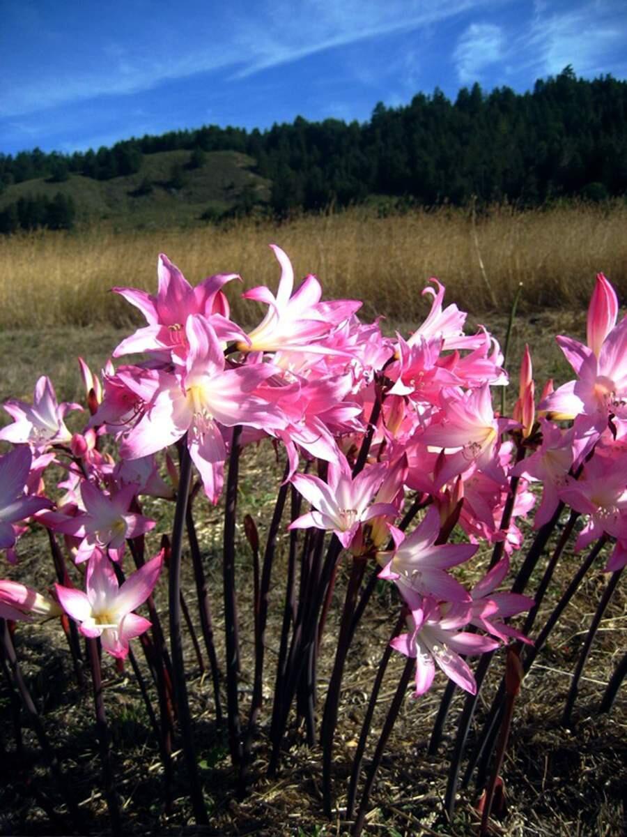 After six-to-eight weeks of dormancy, the naked flower stalks of pink belladonna lily (Amaryllis belladonna) emerge topped by pink, trumpet-shaped, fragrant lily flowers.