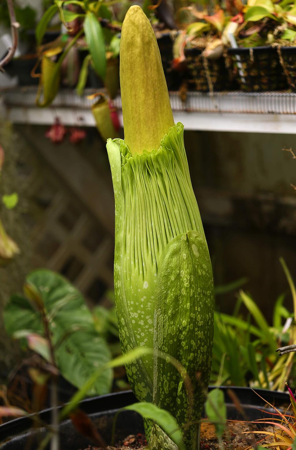 The Amorphophallus titanium, known as the titan arum or 'corpse flower', at California Carnivores, near Sebastopol, is one of the largest and rarest flowering plants in the world. (Christopher Chung/ The Press Democrat)
