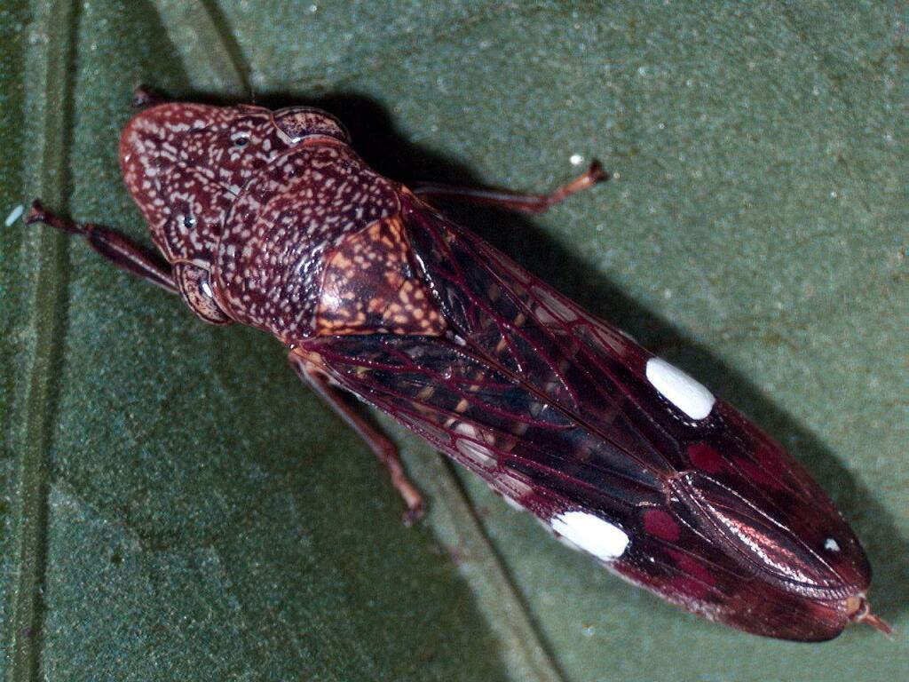 The glassy-winged sharpshooter, a major culprit behind the spread of Pierce's disease among grapevines. The insect infects the plant with the bacterium Xylella fastidiosa when it feeds on the sap from the xylem tissue of a vine. (USDA Agricultural Research Service)