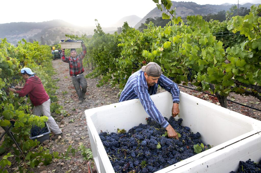 Manuel Reza, right, removes debris from pinot noir grapes as they are harvested by workers at Vyborny's Game Farm vineyard on Wednesday, July 22, 2015 in Yountville. (BETH SCHLANKER/ PD FILE)