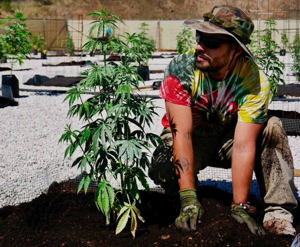 Dar Fox, gardener for Garden of Fumé, which grows cannabis in Lake County (COURTESY OF FUMÉ) June 13, 2018