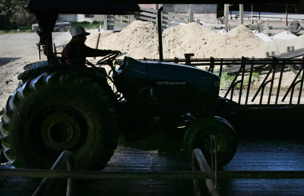 A tractor is used to scrape manure out of a barn on a dairy ranch along Bodega Highway in 2005. (Christopher Chung / PD File, 2005)