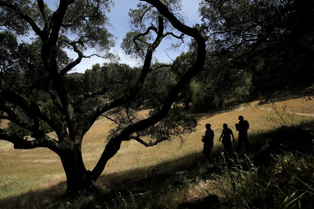 Judie Osborn-Shaw, center, hikes with her sons Devon, left, and Dale Shaw at Montini Open Space Preserve on Sunday, May 10, 2015 in Sonoma. (BETH SCHLANKER / The Press Democrat)