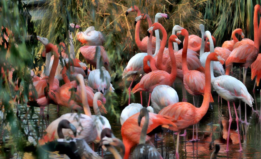 The flamingos happily mingling at Safari West in Santa Rosa Friday, October 13th, 2017. (Photo Will Bucquoy/for the Press Democrat).