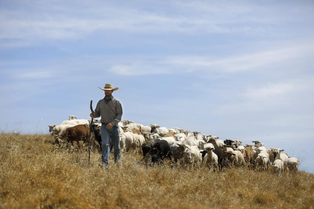Shepherd Aaron Gilliam moves his sheep from one field to another to graze on the grasslands around the Institute of Noetic Science in Petaluma on Thursday, May 23, 2019. (BETH SCHLANKER/ PD)