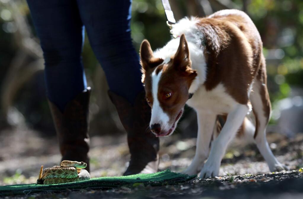 Crook, a border collie, trains to avoid a western diamondback rattlesnake at the Vintage Kennel Club in Sonoma on Saturday, May 19, 2017. (John Burgess/The Press Democrat)