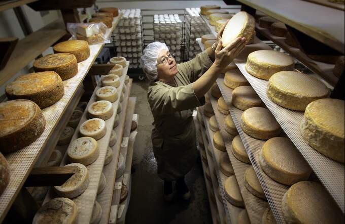 Redwood Hill Farm & Creamery founder Jennifer Bice checks the apple cider brushed rind of the Gravenstein Gold goat cheese aging at her Sebastopol facility in this 2007 file photo. (JOHN BURGESS / Press Democrat)