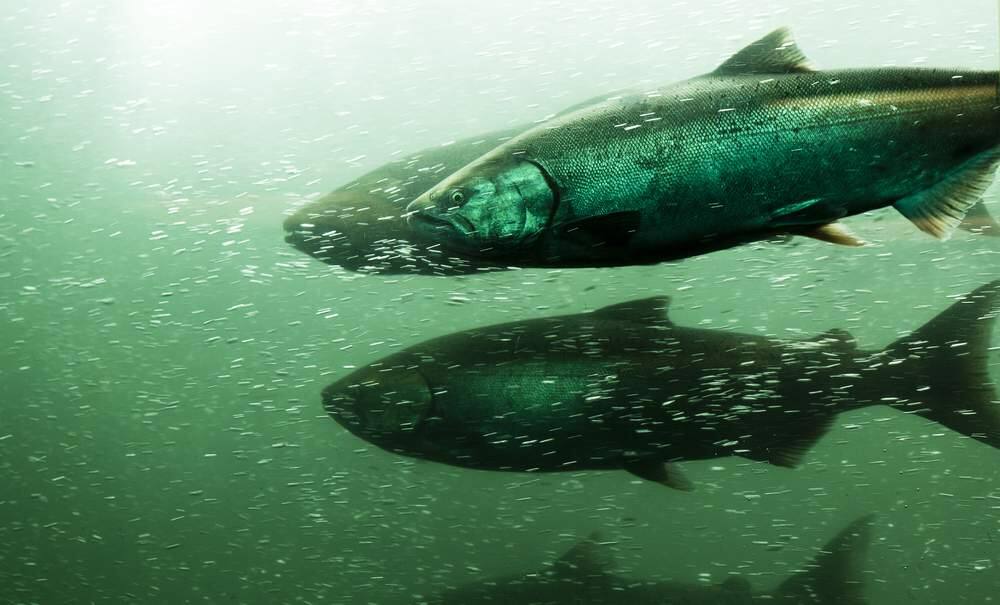 Come support California's $1.4 billion salmon industry Nov. 9 at Cornerstone.