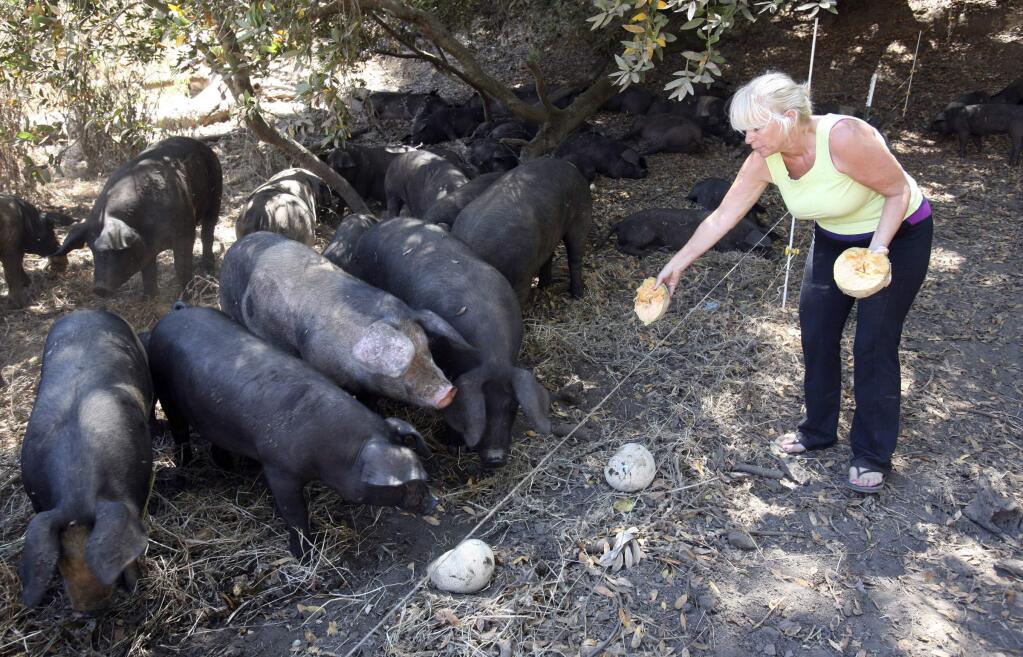 Kim Galatolo, educational director of Terra Firma Farms, feeds the pigs on Tuesday July 22, 2014.