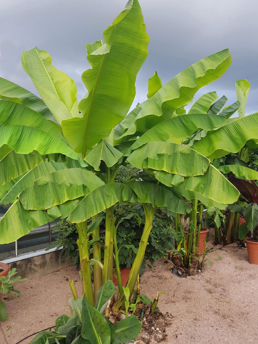 Ornamental banana plants are grown in gardens for their big, beautiful leaves.
