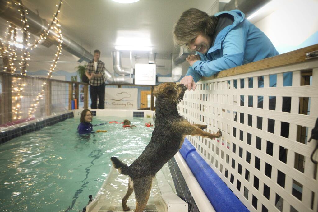 Connie Bartlett takes two of her dogs, Buzz and Fergie to The Swimming Dog for swim lessons. She is a terrier breeder and recently, she took her other dog, Jasper (not pictured) to the Westminster Dog Show. Connie gives Fergie a treat and some encouragement while The Swimming Dog owners and instructors, Louisa Craviotto and Bob Prokopp work with Buzz. (CRISSY PASCUAL/ARGUS-COURIER STAFF)