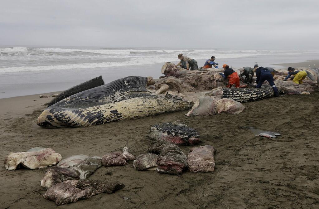 Veterinarians work on removing pieces from the carcass of a large male blue whale that washed ashore at Thornton State Beach in Daly City, Calif., Thursday, Oct. 27, 2016. The veterinarians work with the Marine Mammal Center and the California Academy of Sciences. (AP Photo/Jeff Chiu)