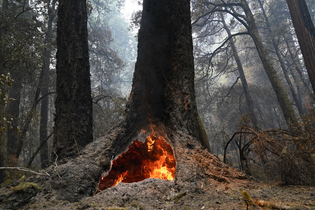 FILE - In this Aug. 24, 2020, file photo, fire burns in the hollow of an old-growth redwood tree in Big Basin Redwoods State Park, Calif. The CZU Lightning Complex wildfire tore through the park but most of the redwoods, some as old as 2,000 years, were still standing. (AP Photo/Marcio Jose Sanchez, File)