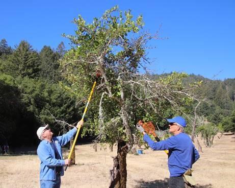 Scott Murray (left) Rotary Club of Sonoma Valley and Ron Matteson of the Rotary Club of Sonoma Springs gleaned plums from the historic orchard at Jack London State Historic Park to be distributed by Farm to Pantry. Photo courtesy Rotary Club of Sonoma Valley.