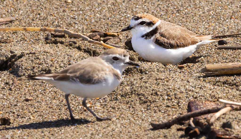 A pair of threatened snowy plovers on the open sands 50 yards from a popular access at Sonoma Coast State Park, Thursday, March 30, 2023. The snowy plover nests in scrapes on the open sands above the high tide line leaving them and their chicks vulnerable to predators and human incursion. (John Burgess / The Press Democrat)
