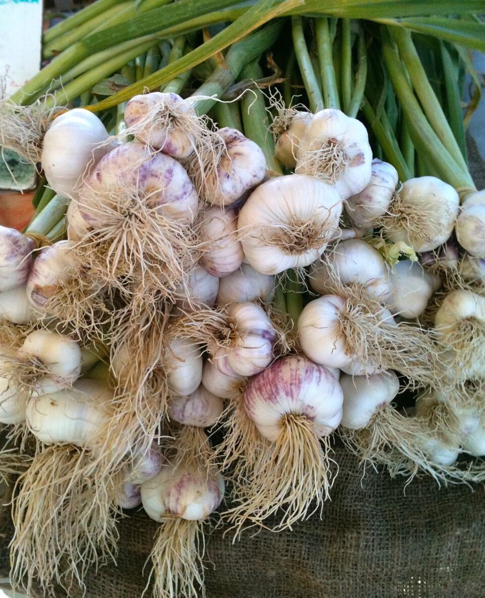 Fresh garlic is now in season at the farmers markets. (Michele Anna Jordan)