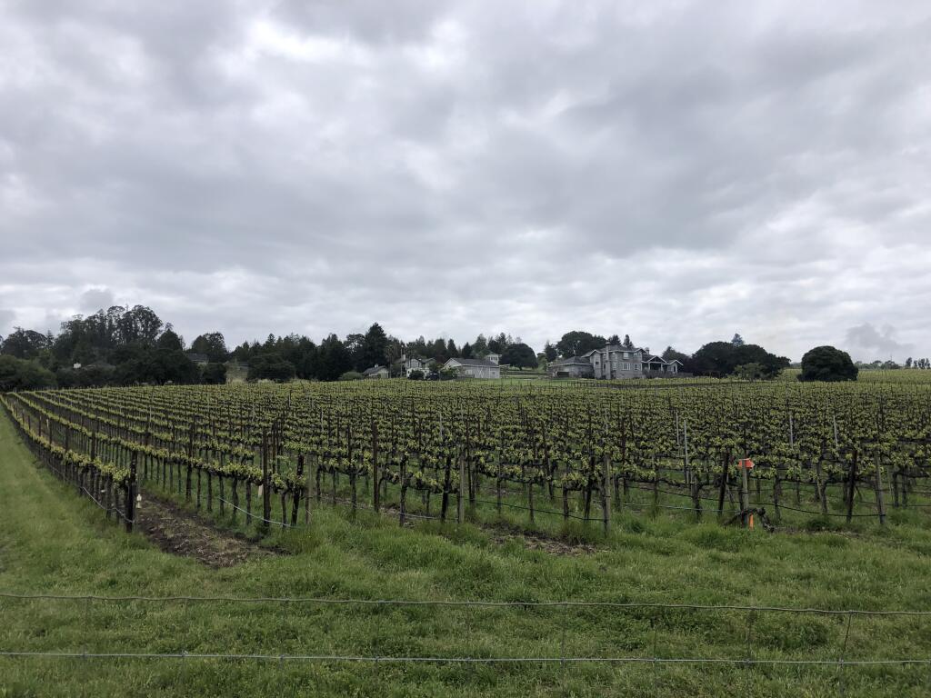 Vineyards in west Sonoma County. Amie Windsor photo.