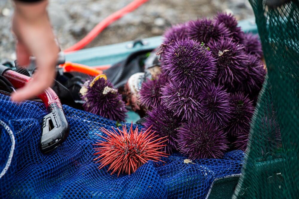 Purple sea urchins, shown here after being harvested at Van Damme State Beach, will be the focus of the first-ever Mendocino Coast Purple Sea Urchin Festival June 17-19. (Brendan McGuigan)
