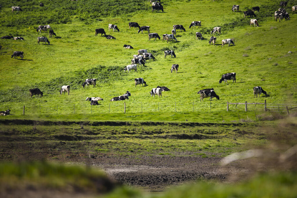 Cows dot the lush green landscape at DeBernardi Dairy in this March 29, 2021, photo. By late March, many Sonoma County dairies were already hauling water as farm pond reserves dwindled. A new agreement would open a long-dormant well in the Santa Rosa Plain to help offset water that dairies need to keep livestock alive amid the drought. CRISSY PASCUAL/ARGUS-COURIER STAFF)