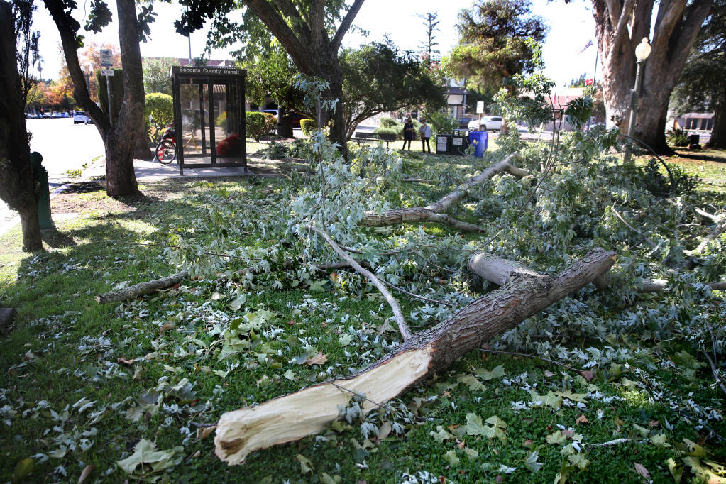 Tree limbs, branches and leaves sit scattered throughout the Sonoma Plaza after after strong winds swept through Sonoma, California, on Monday, October 26, 2020. (Beth Schlanker/The Press Democrat)