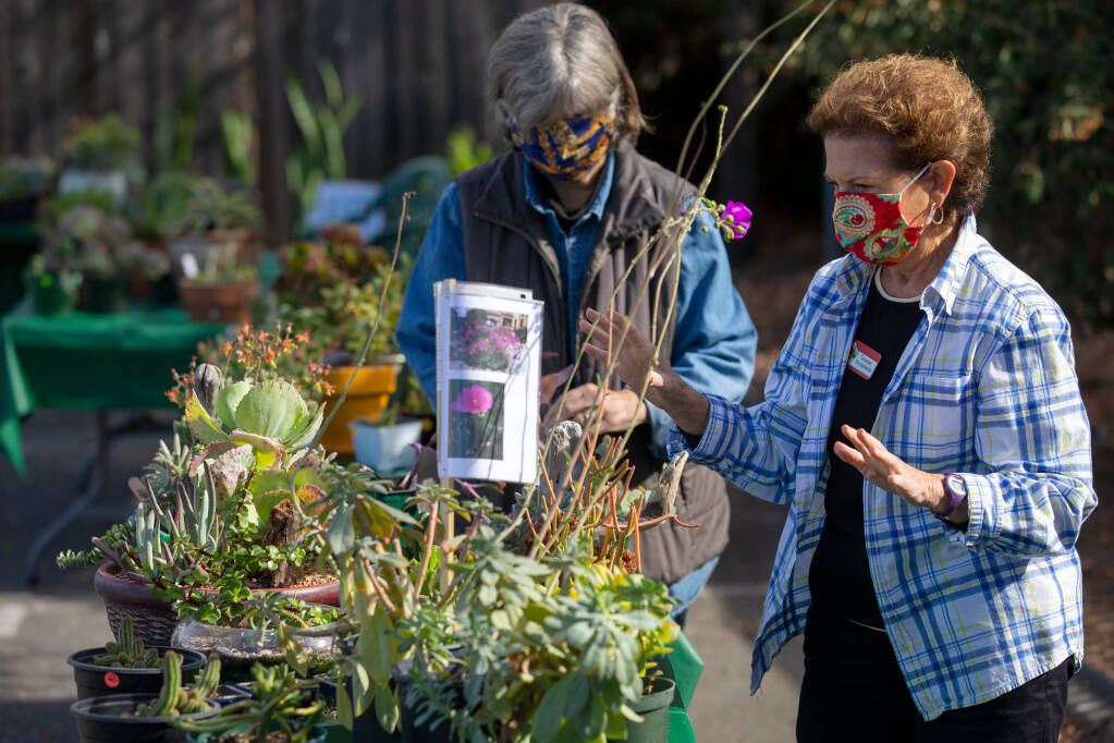 Teresa Breazeale, right, and Rita McMillan arrange a display at the Men's Garden Club of Santa Rosa plant sale in 2020. This month, plant sales continue at many area gardens and nurseries, in Santa Rosa, Petaluma and other towns. (Alvin A.H. Jornada / The Press Democrat)