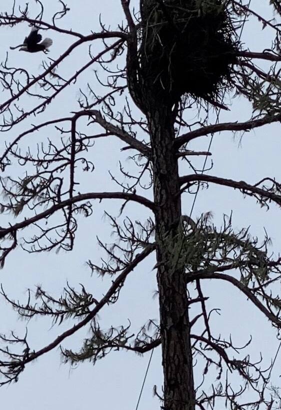 Neighbors and others opposed to PG&E plans to cut down a ponderosa pine that for years has posted nesting bald eagles on a ranch near the Eel River and Potter Valley, 2023. (Joseph Seidell)