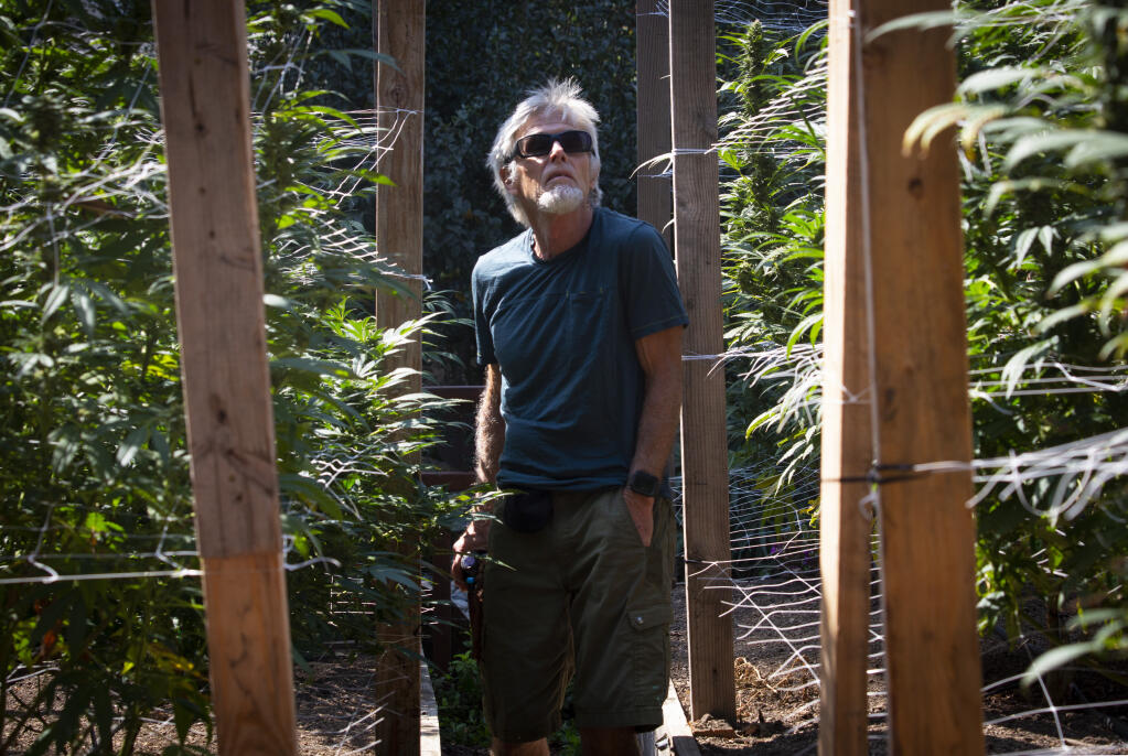 Mike Benziger looks over his marijuana crop at his farm on Sonoma Mountain. He cultivates a strain known as La Bamba. Harvest will take place late this year, most likely sometime nearing the end of October. Photo taken on Thursday, Sept. 21, 2023. (Robbi Pengelly/Index-Tribune)