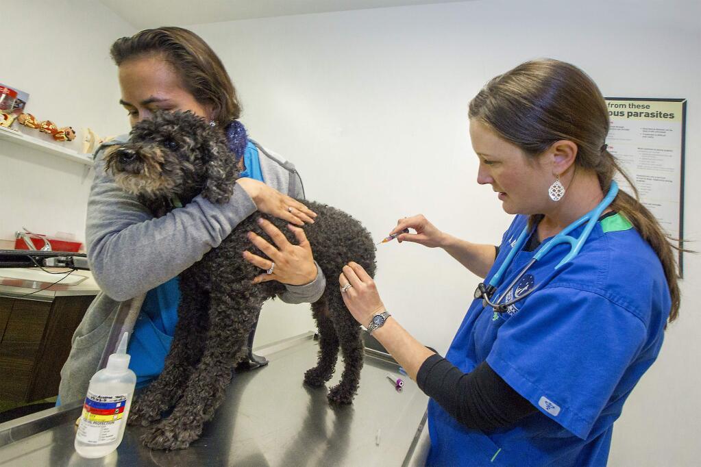 A very anxious cockapoo, Lucky, submits to getting his flu shot by veterinarian Ashley Atkin at Valley of the Moon Animal Hospital on Jan. 29. (Photo by Robbi Pengelly/Index-Tribune)