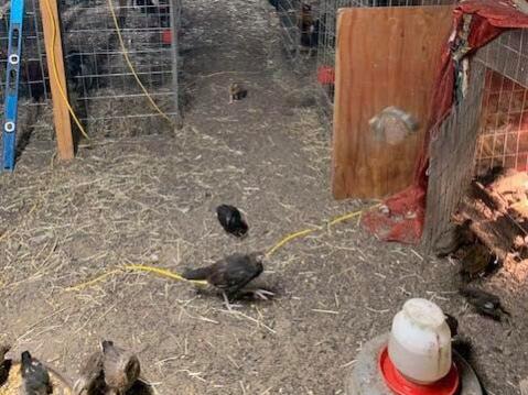 Two men were arrested Feb. 24, 2021 on suspicion of breeding up to 100 roosters to fight. (Sonoma County Sheriff’s Office)