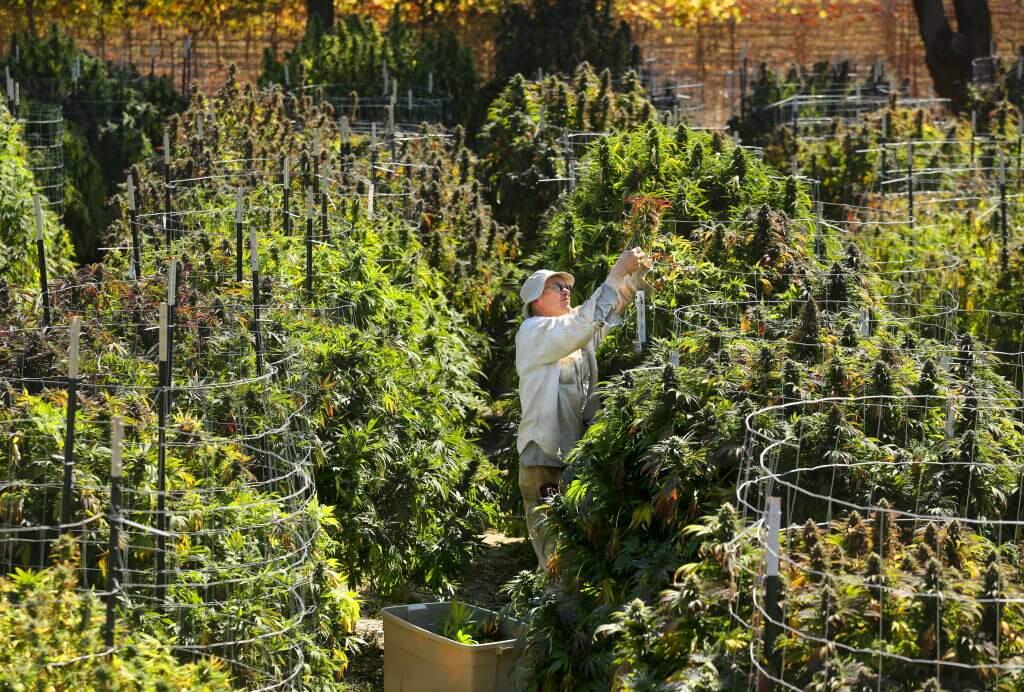 The farm manager for Bay Area Safe Alternatives collective, who chose to keep their employees anonymous, harvests one of the many varieties of organic marijuana growing on their Sonoma County farm in this October file photograph. (John Burgess/The Press Democrat)