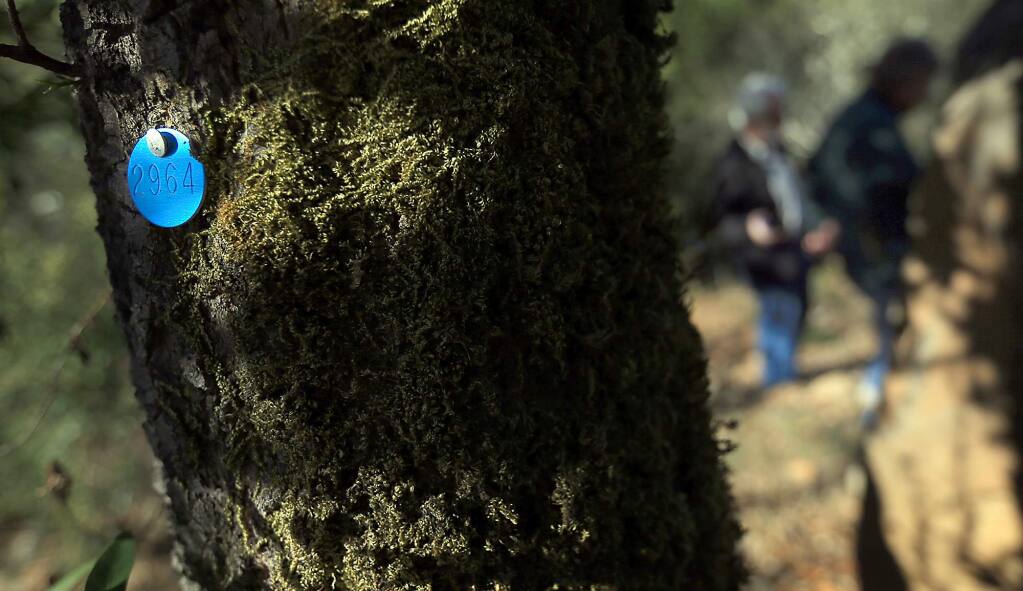 A bay laurel tree is tagged for being infected with Sudden Oak Death in Fountaingrove. (Kent Porter / PD FILE 2013)