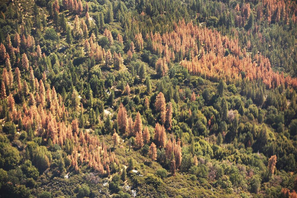 Large swaths of dead trees on the western slopes of the Sierra Nevada. (AL SEIB / Los Angeles Times, 2015)