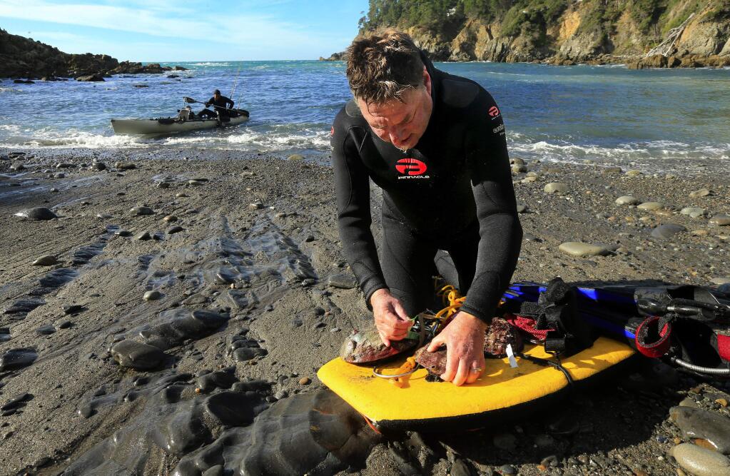 Patrick Reesink of Guerneville tags his limit of 3 abalone on the beach at Ocean Cove on the last day of the season on Wednesday, November 30, 2016. (John Burgess/The Press Democrat)