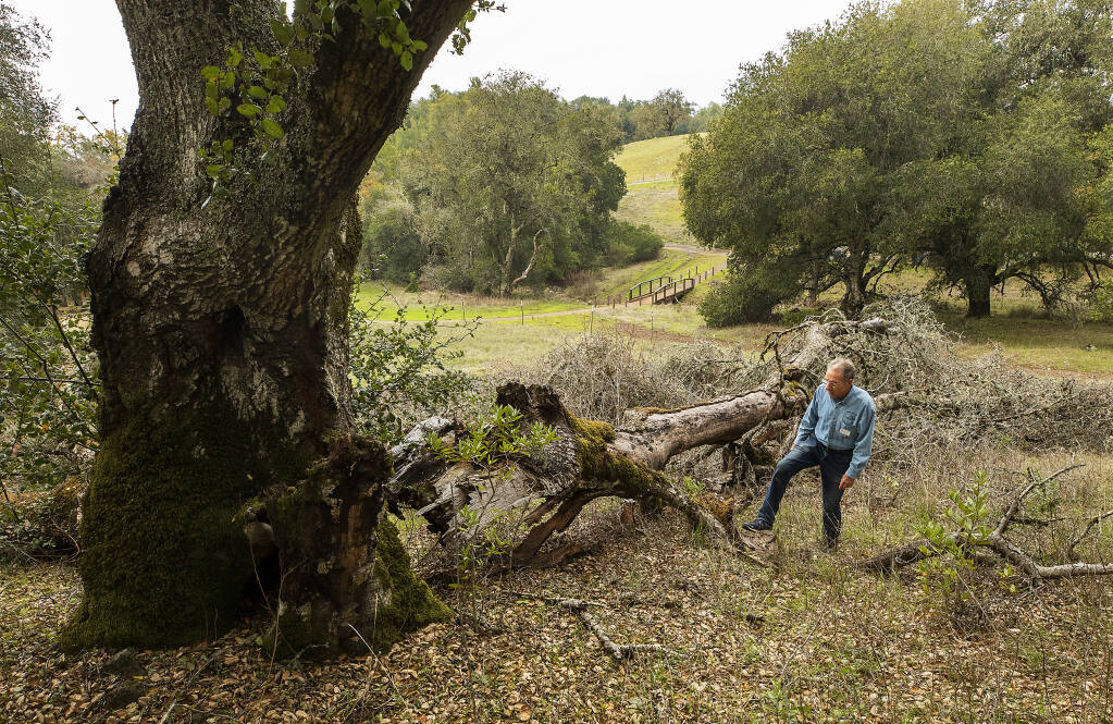 Master gardener Alan Chesterman stands beside a large oak that dropped two limbs due to Sudden Oak Death at the Fairfield Osbourne Preserve in Rohnert Park on Thursday, November 18, 2021. (Photo by John Burgess/The Press Democrat)