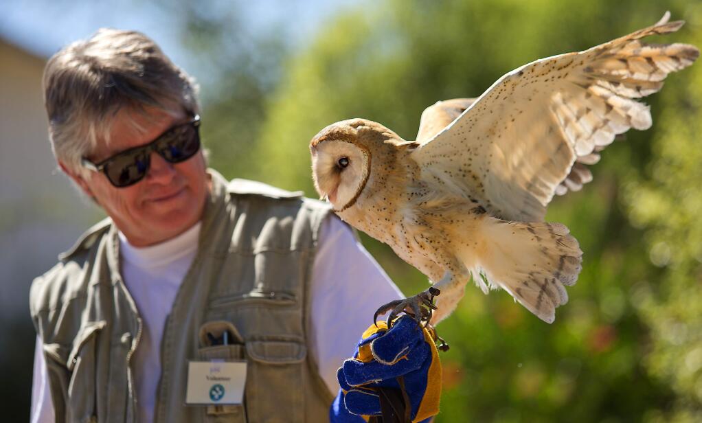 Volunteer Ron Stewart holds 'Garbo', a barn owl, at the 5th annual 'Festival of Feathers' at the Bird Rescue Center in Santa Rosa on Saturday. (photo by John Burgess/The Press Democrat)