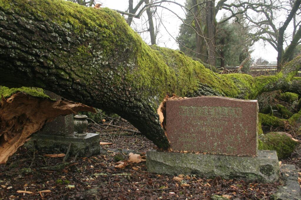A tall oak split and fell in Valley Cemetery during the early morning of Saturday, Feb. 18, due to sodden ground and storm winds. The roots damaged a water main as the tree came down, in the historic cemetery on MacArthur and Fourth Street East in Sonoma. (Christian Kallen/Index-Tribune)