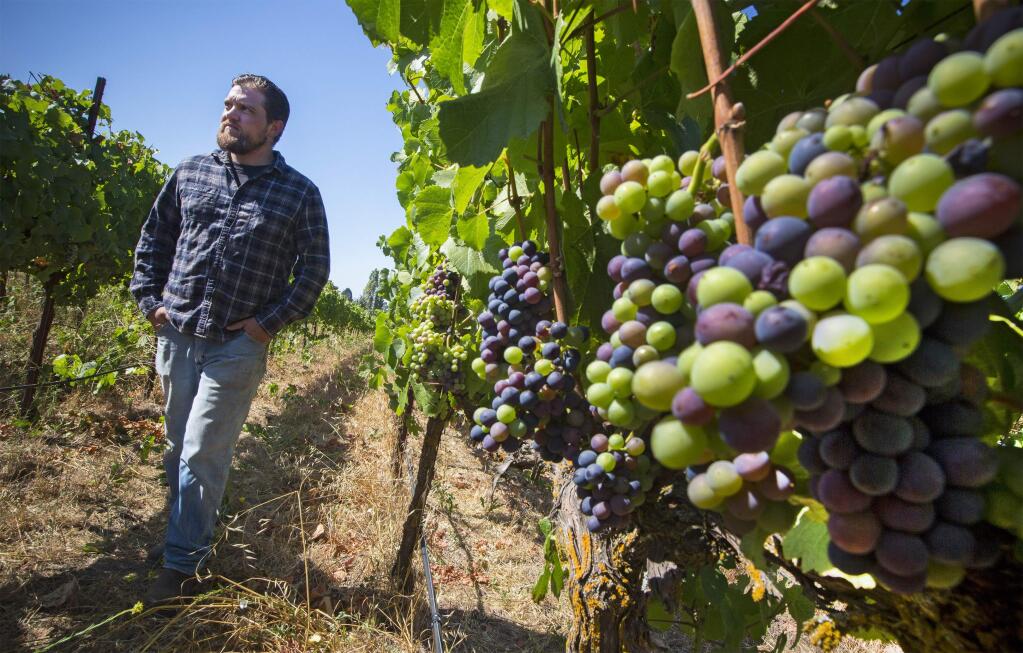 Jess Wade looks after his Pinot noir grapes in his vineyard off Broadway, on Wednesday, July 31. (Photo by Robbi Pengelly/Index-Tribune)