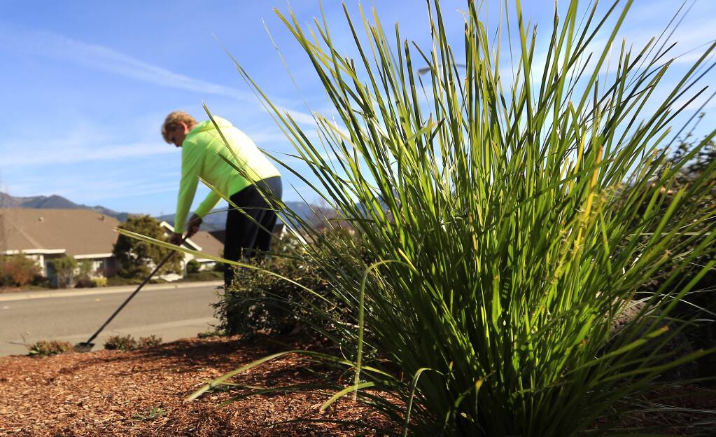 Native drought tolerant grasses were planted in Marianne Neuffeld's lawn rot enlace her water thirsty lawn in Oakmont, Wednesday Jan. 14, 2015. (Kent Porter / Press Democrat) 2015