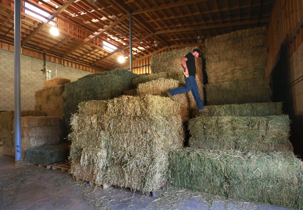 Tyler Gentry hops down bales of alfalfa and hay at The Feed Store in Sebastopol which reopened on Monday after rebuilding from a 2013 fire. (Photo by John Burgess/The Press Democrat)