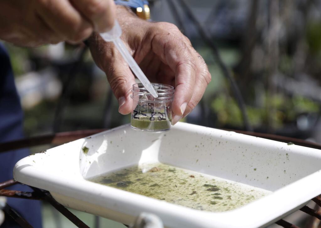 FILE - In this Tuesday, June 28, 2016 file photo, Evaristo Miqueli, a natural resources officer with Broward County Mosquito Control, takes water samples decanted from a watering jug, checking for the presence of mosquito larvae in Pembroke Pines, Fla. (AP Photo/Lynne Sladky)
