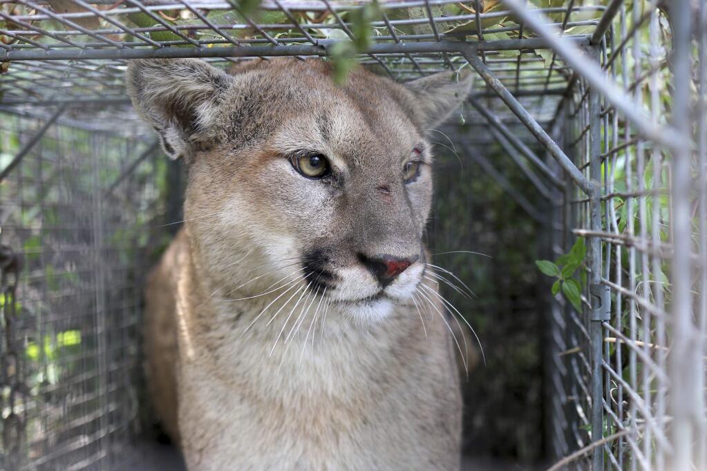 This April 7, 2017, photo released by the National Park Service shows P-56, a young male mountain lion that roams the western end of the Santa Monica Mountains in Southern California. The mountain lion, tracked by scientists as part of a federal study, was killed after officials issued a permit to a property owner whose livestock was repeatedly attacked. P-56, estimated to be about 5 years old, had been tracked via radio collar since 2017 by researchers studying how the animals survive as urban areas encroach into wildland. (National Park Service via AP)