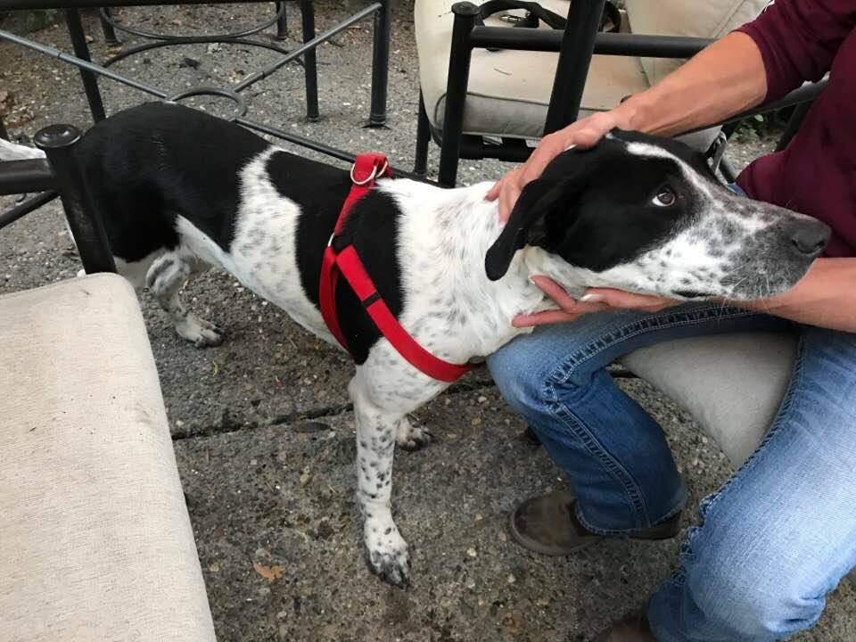 Is this your pet? Please visit pd2go.net/FireMissingFoundPets so that you can be connected. (Sonoma & Napa Fires Missing and Found Pets)