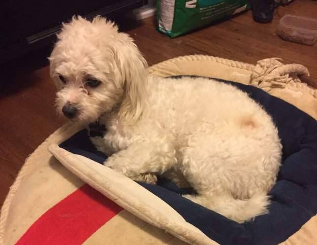 Sprocket, a 2-year-old poodle mix, died May 1 after allegedly being dunked in scalding liquid. (COURTESY OF PENINSULA HUMANE SOCIETY & SPCA)