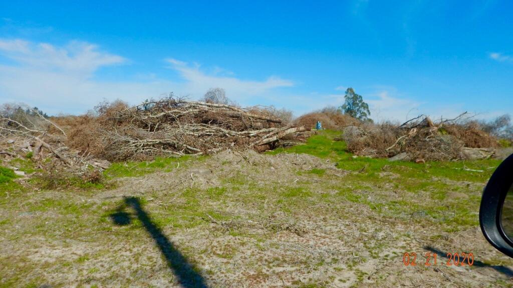 Oaks in a property along the Laguna de Santa Rosa are ripped out. Photo provided.